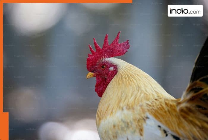 Switzerland once threw chicken heads across its forests due to...