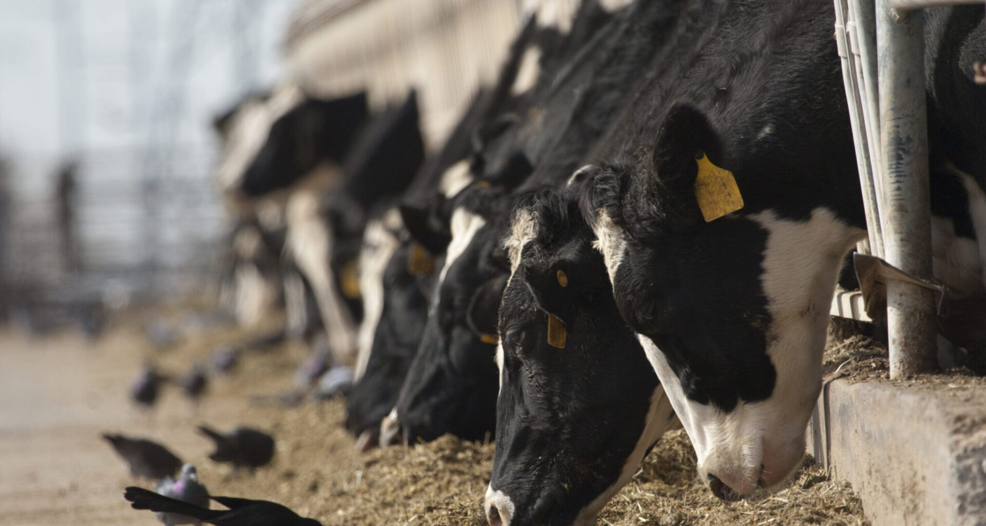 Dairy cow and black bird.