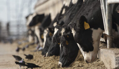 Dairy cow and black bird.