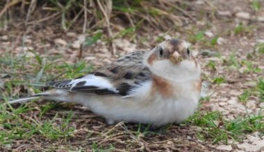 PHOTO: First-ever snow bunting sighting in Krka National Park