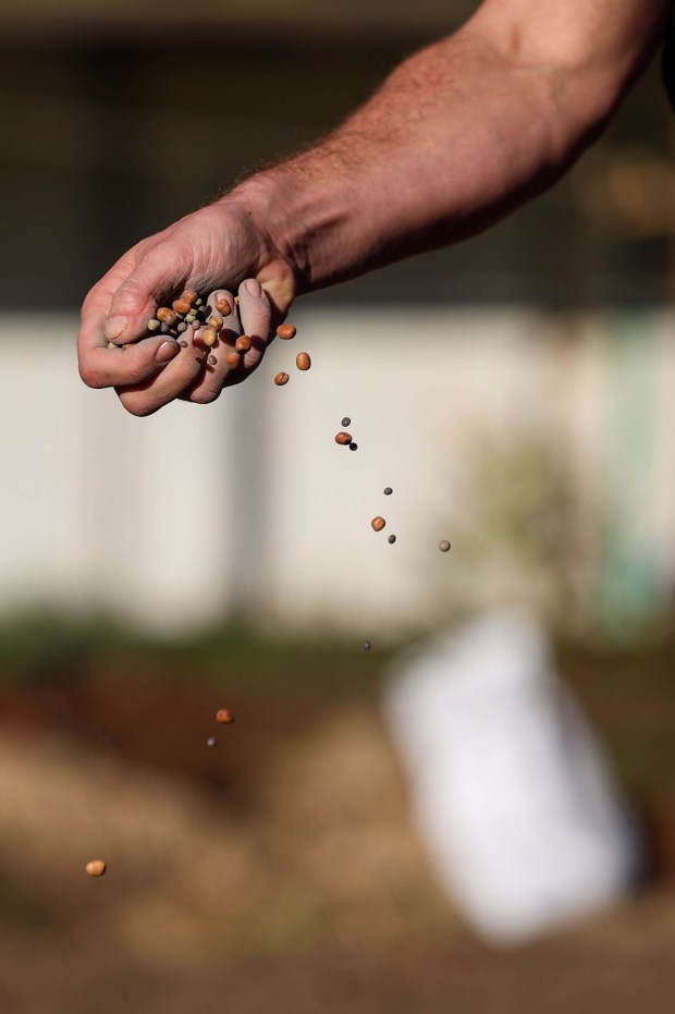 Solar Punk Farms cofounder Nick Schwanz plants faba bean, snowpea,...