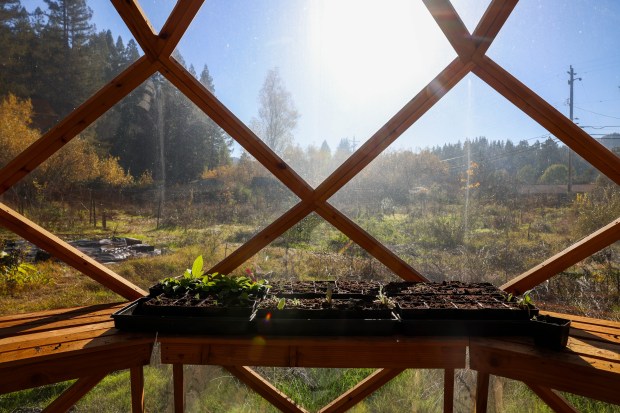 Perennials grow inside a greenhouse built by Solar Punk Farms...