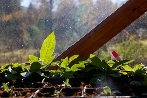 Perennials grow inside a greenhouse built by Solar Punk Farms...