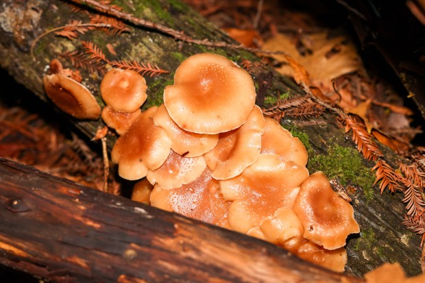 Wild mushrooms grow by a redwood foot as part of...