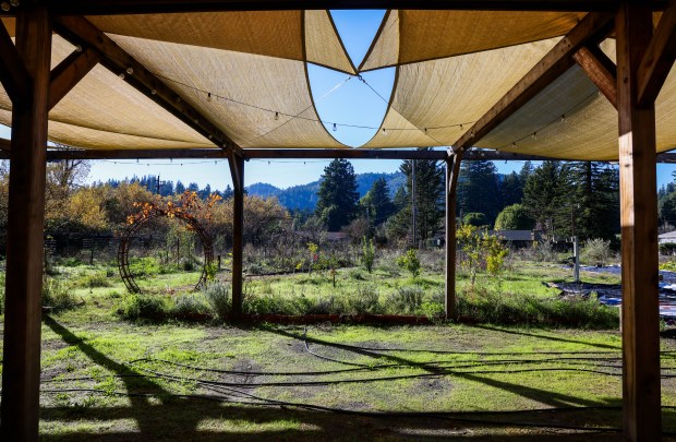 Young peaches, nectarines, apricots, and apple trees, among others, offer...