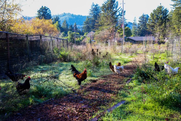 Chickens move around the Solar Punk Farms in Guerneville, Calif.,...