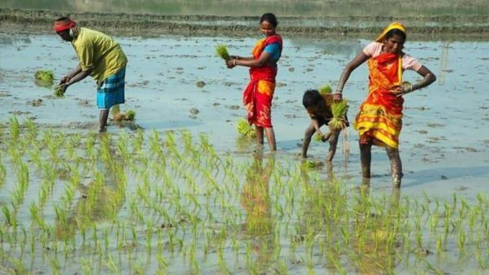 Economy News Today Live Updates on December 10, 2024: Why the increase in farm worker population is a worry