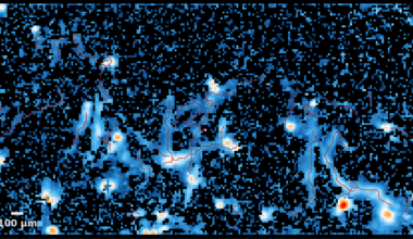 Visualisation of motor neuron electrical activity using a high-density microelectrode array.