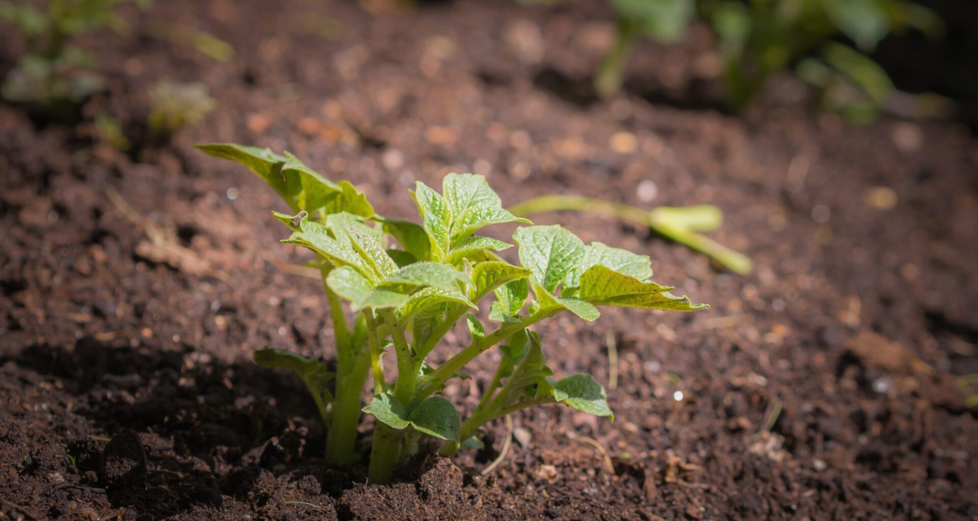 CropLife Portugal – A voz do setor sobre soluções de proteção das culturas