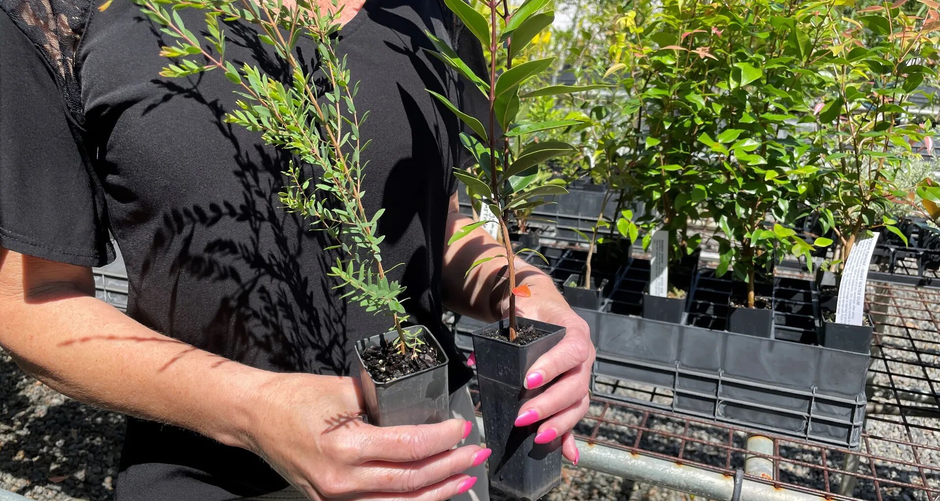 Free%20trees%20from%20nursery.jpg