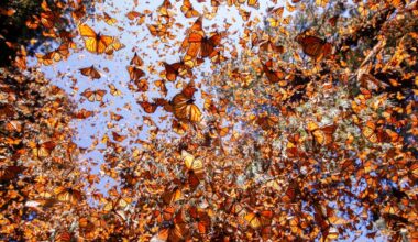 Climate Change Is Destroying Monarch Butterflies’ Winter Habitat