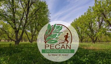Final chance to get $4,400 checks from 'pecan' data breach settlement - only a bank statement is needed to get the cash