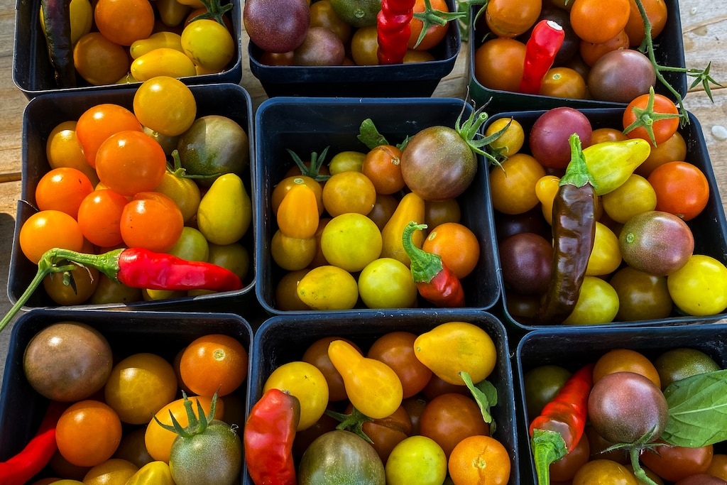 Cartons of bright-colored vegetables, free for the taking, at Fennigan's Farms on a sunny Saturday in September.