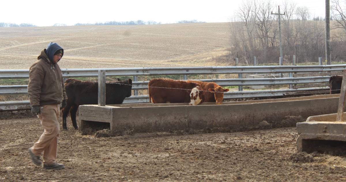 Focus on cattle chores, data analysis – Shaw Local