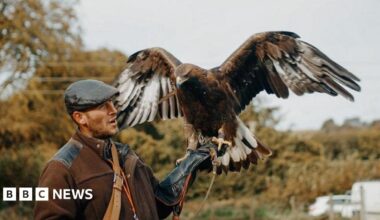 Golden eagle escapes from falconry enclosure