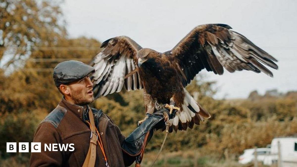 Golden eagle escapes from falconry enclosure