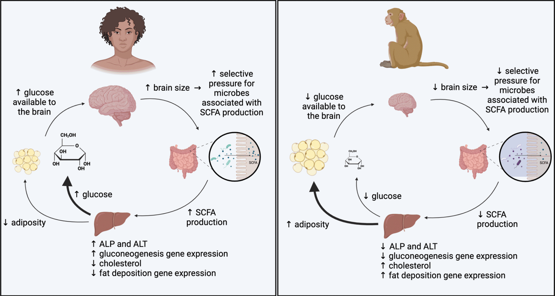 Putative model for microbial influences on the metabolism of high-EQ and low-EQ primates. Our findings indicate microbially mediated pathways through which the metabolism of high-EQ primates is biased towards energy production and the metabolism of low-EQ primates is biased towards energy storage.