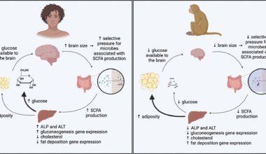 Putative model for microbial influences on the metabolism of high-EQ and low-EQ primates. Our findings indicate microbially mediated pathways through which the metabolism of high-EQ primates is biased towards energy production and the metabolism of low-EQ primates is biased towards energy storage.
