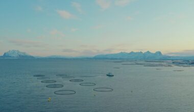 Norway's salmon tax comes in lower than expected as mid-size farmers take brunt