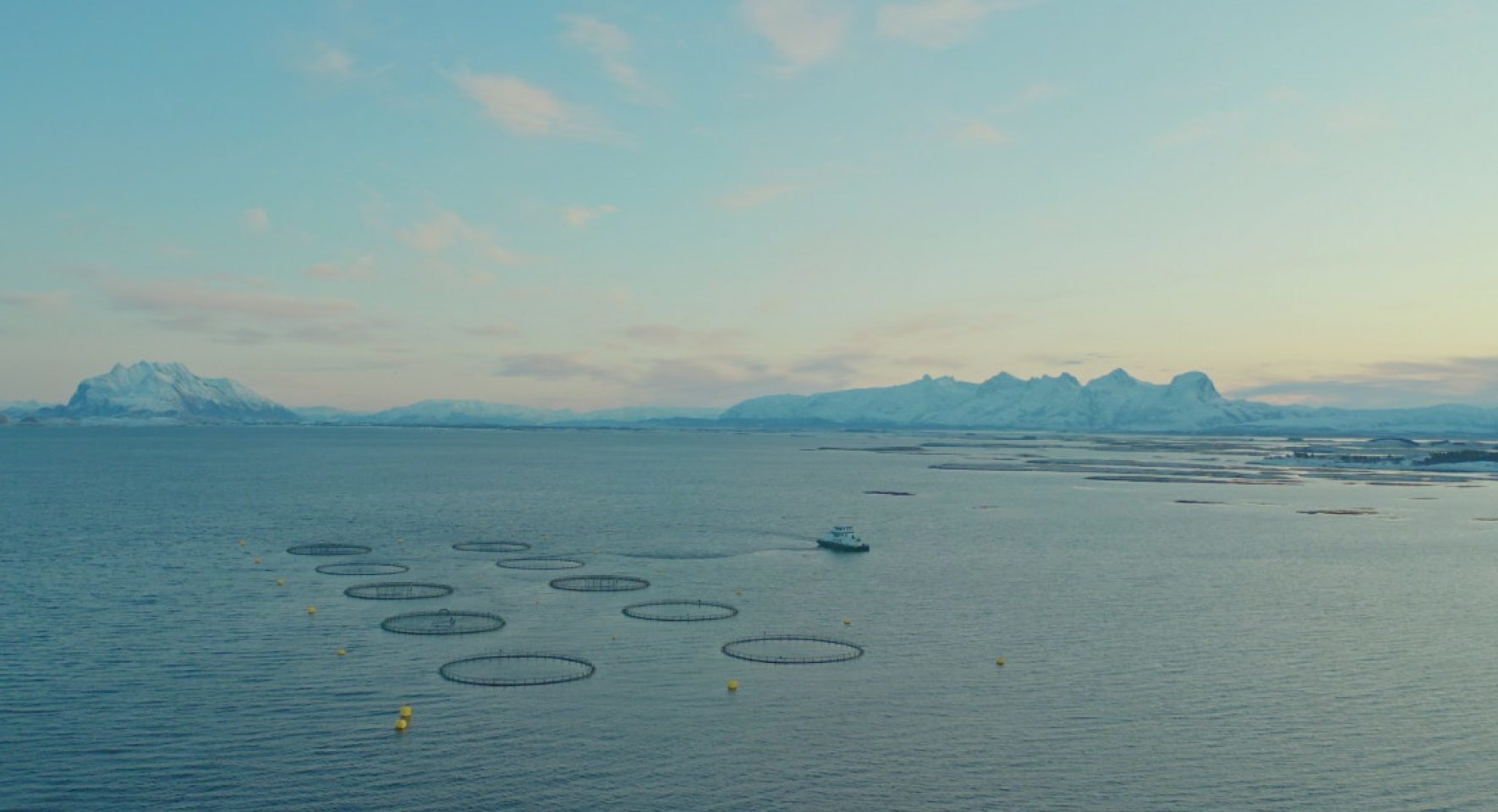 Norway's salmon tax comes in lower than expected as mid-size farmers take brunt
