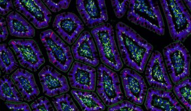 Building the virtual cell with artificial intelligence
