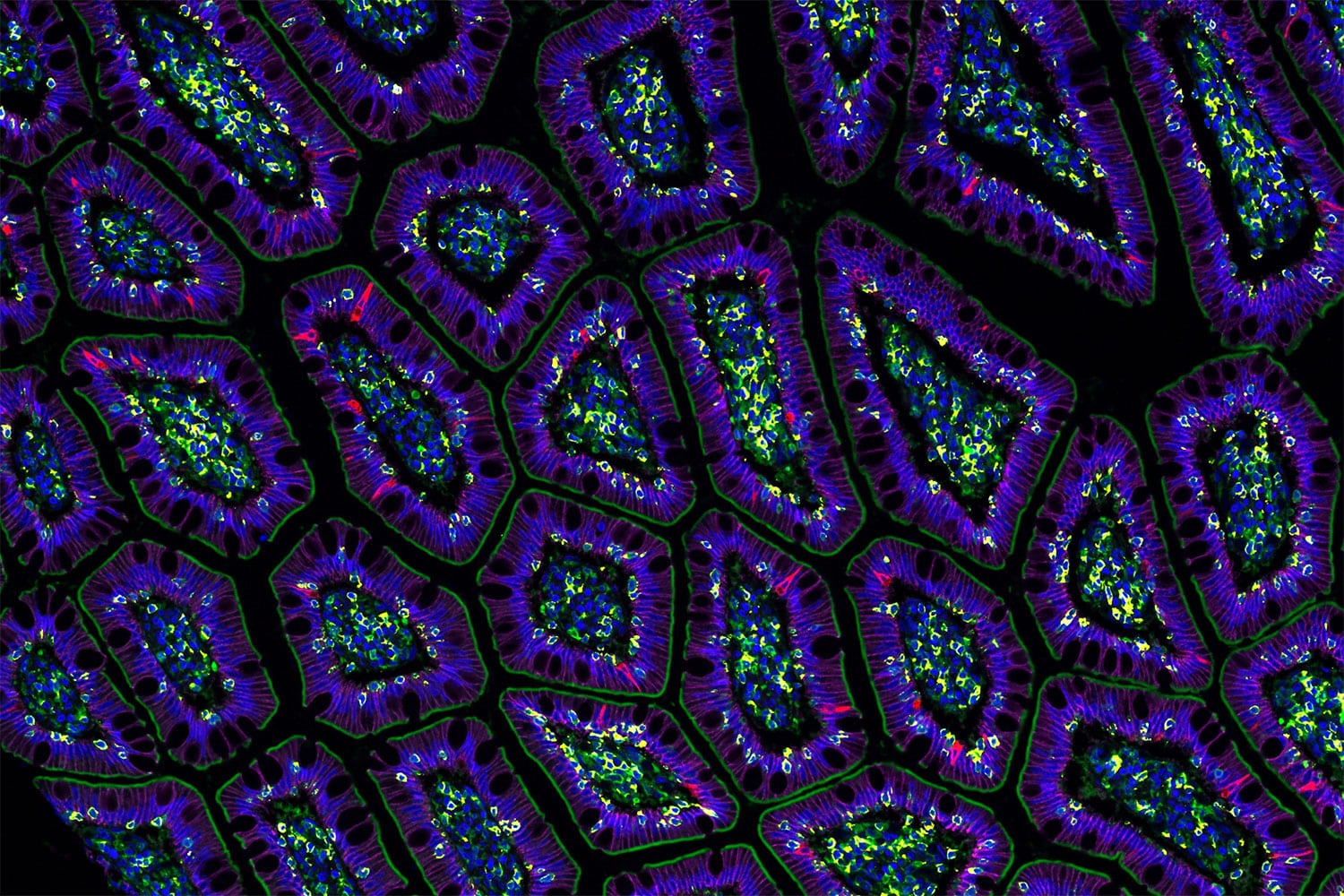 Building the virtual cell with artificial intelligence