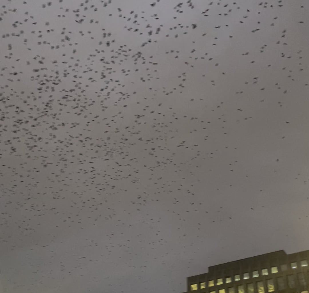 Flock of Birds