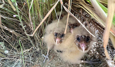 Six arrested for disturbing rare owls