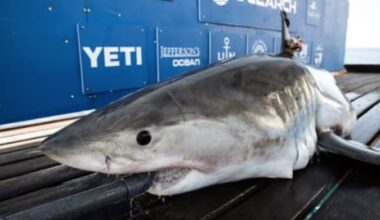 OCEARCH: 500-Pound Great White Shark 'Penny' Pings Off Space Coast Friday
