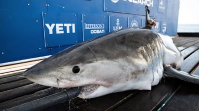 OCEARCH: 500-Pound Great White Shark 'Penny' Pings Off Space Coast Friday