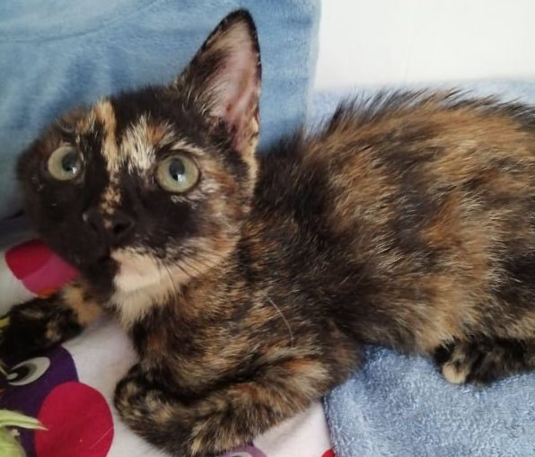 Desislava Dobreva - I spent thousands rescuing a cat from Bulgaria