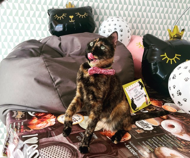 Desislava Dobreva - I spent thousands rescuing a cat from Bulgaria