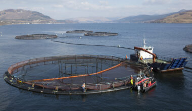 Norway salmon prices rise a little on quiet market, Chilean up, Scots fall