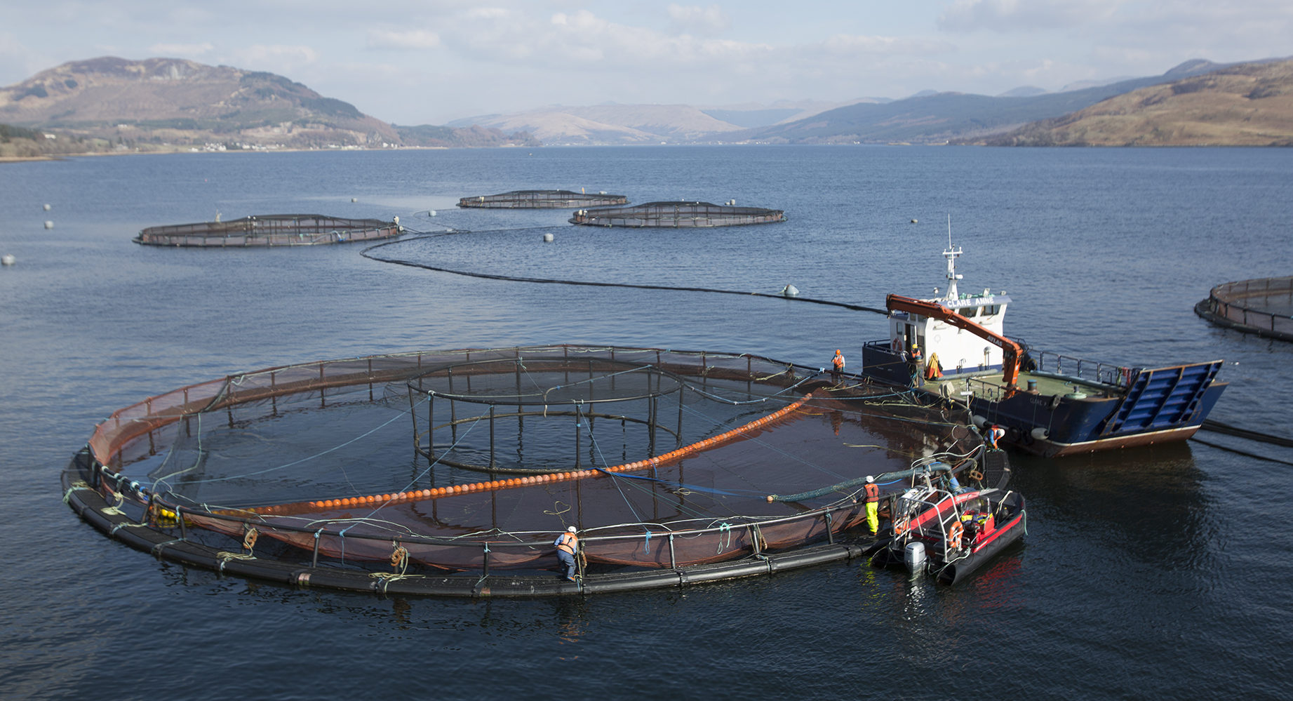 Norway salmon prices rise a little on quiet market, Chilean up, Scots fall