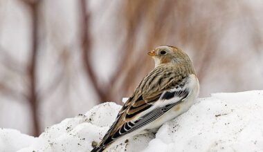 rare bird krka national park
