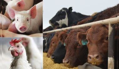 Livestock