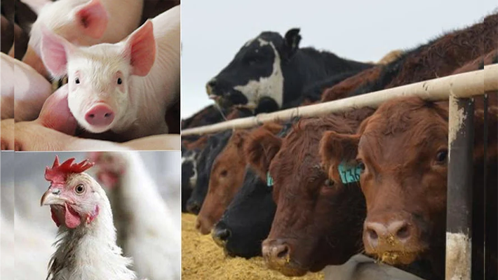 Livestock
