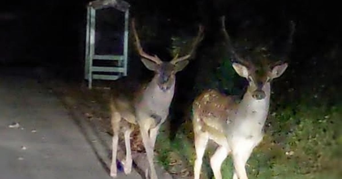 Two missing reindeer found by police while taking a break from delivering gifts