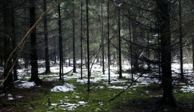 Ziemassvētkos neliela sniega kārta būs Latvijas austrumos / Raksts
