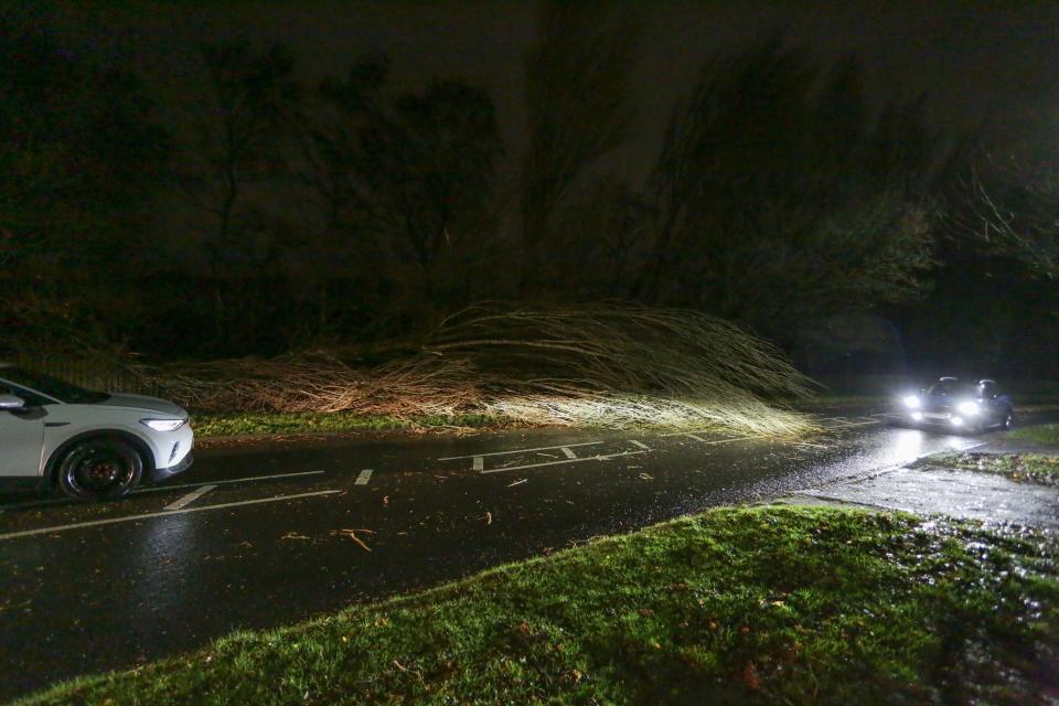 Sutton Coldfield, Birmingham, UK, 7th December 2024. A tree fell during Storm Darrah on Monmouth Drive (Credit: Gustavo Pantano/Alamy Live News)