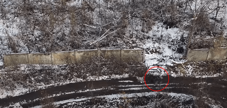 They are camouflaged against the mud so flying drones cannot see them