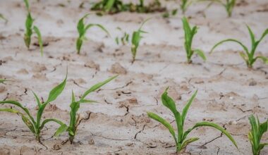 Predicting Climate-Ready Corn - Seed World