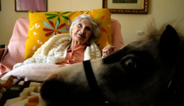 Mini Horses in Greece Bring Joy to Sick, Disabled