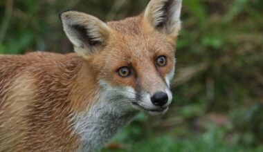 Headless fox with sex toy in its bottom