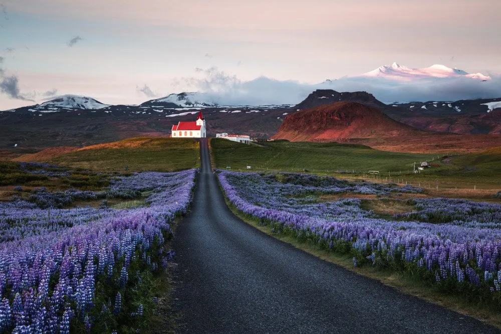 A picturesque Icelandic church with a red roof surrounded by blooming purple lupine fields, set against a backdrop of rugged mountains.