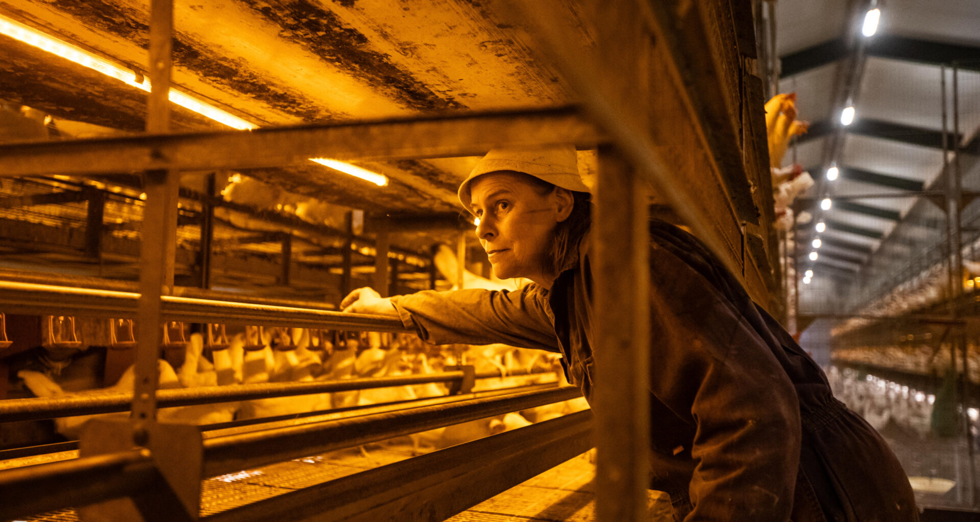 Spain’s slow but steady recovery after hen cage ban