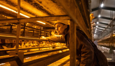 Spain’s slow but steady recovery after hen cage ban