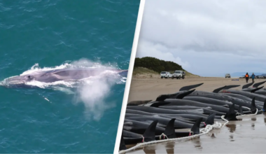 Iceland issues new 'license to kill' over 400 fin and minke whales per year in controversial move - World News