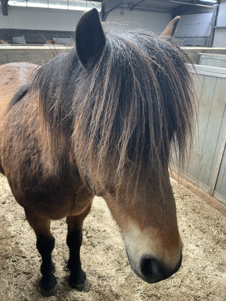 Icelandic Horse