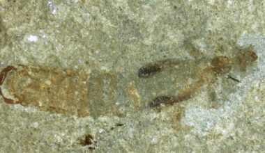 Apachyus madseni. Image credit: Simonsen et al., doi: 10.11646/palaeoentomology.7.5.7.